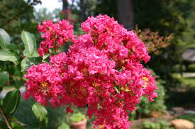 It provides abundant summer color with a minimum for strong growth and abundant flowering, plant crape myrtle in full sun. Crape Myrtle In Heavy Shade Should Be Replaced Walter Reeves Gardening Column