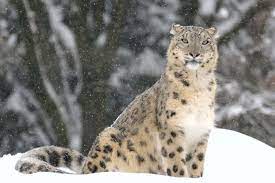10 Of The Most Famous Endangered Species Britannica