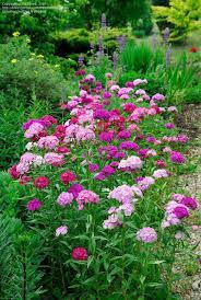 Plantfiles Pictures Dianthus Sweet William Dianthus Barbatus 28 By Rosinabloom Sweet William Flowers Dianthus Barbatus Flowers Perennials