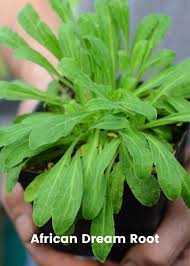 Image result for Valeriana capensis