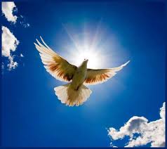 Blue Sky Birds Flying In The Sky Images Dove Flying Sunny Blue Sky White Clouds Burung Cantik Fotografi Burung