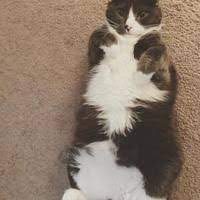 Available Pets At The Humane Society Of Indianapolis In Indianapolis Indiana Pets Humane Society Pet Ownership