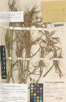 Image result for Hyparrhenia anthistirioides