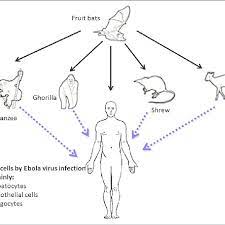 Check spelling or type a new query. Mode Of Transmission Of Ebola Virus Infection Transmission Of Ebola Download Scientific Diagram
