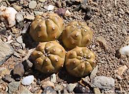 Image result for Euphorbia pseudopetiolata