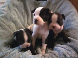 Get this free breed specific training course to have a happy & healthy dog at home Ckc Boston Terrier Puppies Price 350 For Sale In Lufkin Texas Your City Ads
