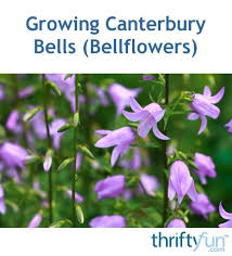 Growing Canterbury Bells Bellflowers Growing Country Gardening Pretty Flowers