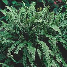Maybe you would like to learn more about one of these? Boston Fern Nephrolepis Exaltata My Garden Life