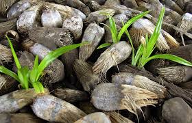 Image result for Pandanus sp. B