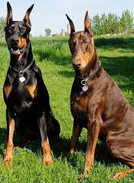 Doberman pinscher nashville, tennessee, united states. White Dobermans Exotic Or Reality