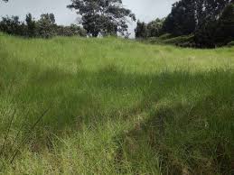 Image result for Cenchrus clandestinus