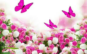 Floral Butterfly Wallpaper Flower Background Wallpaper Flower Backgrounds Pink And White Flowers