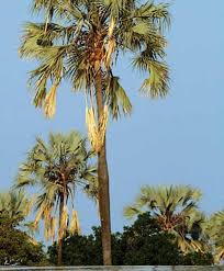 Early floridians had a variety of uses for the sabal palm. Lala Palm Tree Hyphaene Coriacea Zimbawe Angola