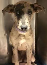 Black And White Greyhound Mix Animal Id 39182464 Species Dog Breed Greyhound Mix Age 4 Months Gender Female Size Large Color Grey Black Site Department Of An Dogs Dog Breeds Animals