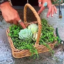 Garden Clogs Aldi Direct Gardening Coupon Codes 2016 Work Burston Garden Centre St Albans Jobs Rodale S In 2020 Succulent Garden Design Succulents Succulents Diy