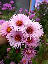 Specializing In Rare And Unusual Annual And Perennial Plants Including Cottage Garden Heirlooms And Hard To Find California Na In 2020 Plants Perennials Annual Plants