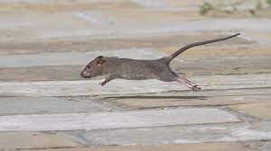 Rats are part of the order rodentia, and the what do rats look like? London S Rat Problem Worsens With 100 Complaints A Day London Itv News