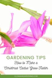 How Can I Make My Christmas Cactus Grow Faster Clean Air Gardening