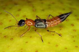 Kết quả hình ảnh cho KIẾN