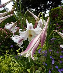 Image result for Lilium formosanum