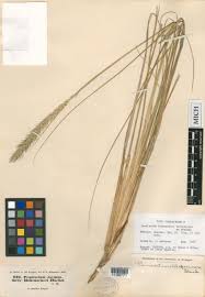 Image result for Cenchrus geniculatus