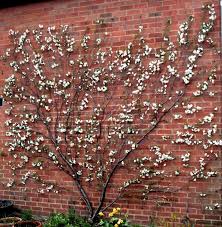 Planter Un Espalier Ou Une Palmette Chez Vous Planter Des Arbres Arbre De Jardin Arbre Fruitier