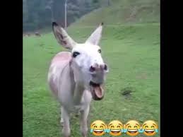 الحمار يضحك Youtube