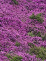 Bell Heather In Flower On Moorland July Uk Photographic Print Mark Hamblin Allposters Com In 2021 Heather Flower Flower Field Wild Flower Meadow