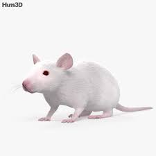 3d Model Of Mouse White Hd Animals 3d Model Mammals
