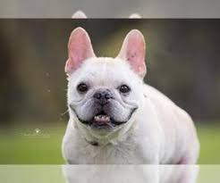 Browse thru our id verified puppy for sale listings to find your perfect puppy in your area. French Bulldog Dogs For Adoption Near Los Angeles California Usa Page 1 10 Per Page Puppyfinder Com