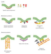 Semipermeability Of The Cell Membranes | Pdf