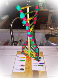 Dna 3d Project For High School My Son Used Popsicle Sticks 1 Dollar At The 99 Store Wire Brush And Play Dough Dna Project Dna Model Project Dna 3d