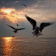 Ucun Kuslar Ucun Dogdugum Yere Nature Animals Birds In Flight Bird Artists