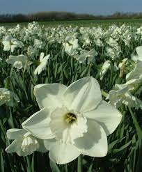 Narcissus Stainless Large Cupped Narcissi Narcissi Flower Bulb Index Bulb Flowers Garden Bulbs Narcissus