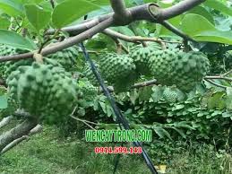 Cửa cuốn đài loan là một trong những dòng cửa cuốn được ưu chuộng và sử dụng nhiều nhất hiện nay. Ban Giá»'ng Na Ä'ai Loan Na Dá»©a Tiá»m NÄƒng Kinh Táº¿ Cao