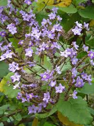 Image result for Wigandia urens