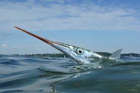 10 Happen Fur Hornhecht Fische Angeln Angeln Hecht
