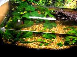 Firebelly Newt Habitat Fish Tank Habitats Terrarium Supplies