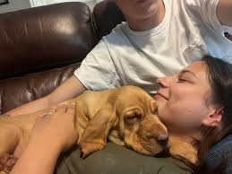 Are bloodhounds typically this snuggly?