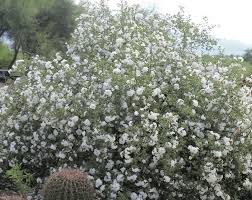 Image result for Cordia