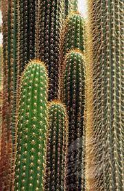 Someone who goes by the nickname echinopsis freak is dedicated to capturing the beauty of blooming cacti. Pin By Kallista On Plants But Mainly Succulents Cacti Cactus Plants Cactus Xeriscape Landscaping