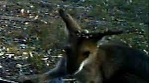 The smell of blood might also attract predators like wildcats or dingoes or whatever. Red Necked Wallaby With Heavy Tick Burden Youtube
