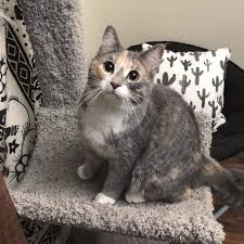 Chai Is A Spunky Wonderful Little Dilute Calico Kitty