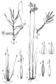 Image result for Schoenoxiphium