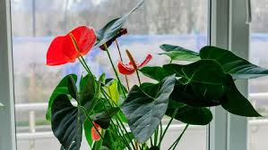 8 cara menanam bunga gelombang cinta dalam pot dengan metode split. 6 Jenis Anthurium Daun Yang Hits Jadi Tanaman Hias Ada Gelombang Cinta Nih