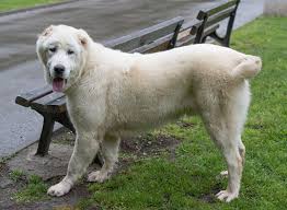 This price is calculated by averaging all of the adverts placed for sale on the pets4homes.co.uk website throughout the year 2018, for the central asian shepherd dog breed. Central Asian Shepherd Breed Information Characteristics Heath Problems Dogzone Com
