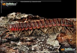 Select from premium millipede of the highest quality. Millipede Eurymerodesmus Spp