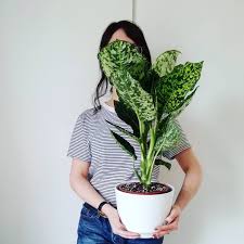 Dieffenbachia Reflector Easy Plants Houseplants Low Lights