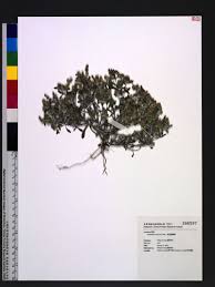 Image result for Gnaphalium polycaulon