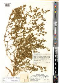 Image result for Glinus bainesii